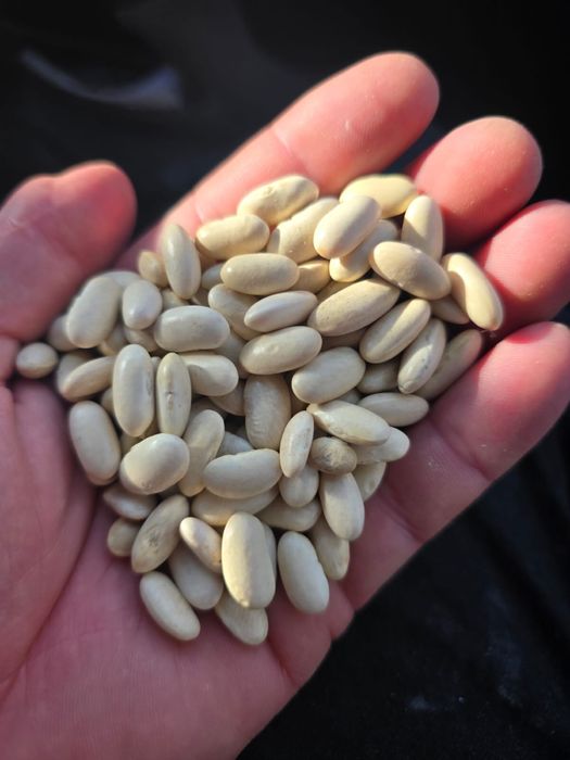 De vanzare fasole alba boabe