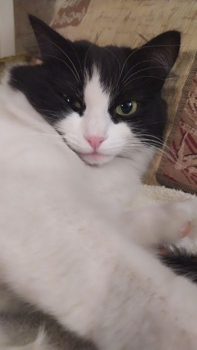 Пропала кошка Люся