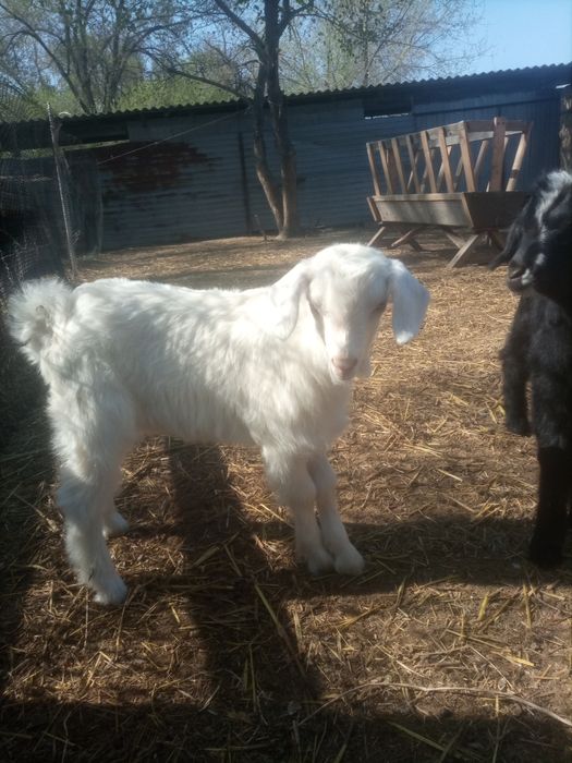 Ешкі сүті кою 2 лағымен