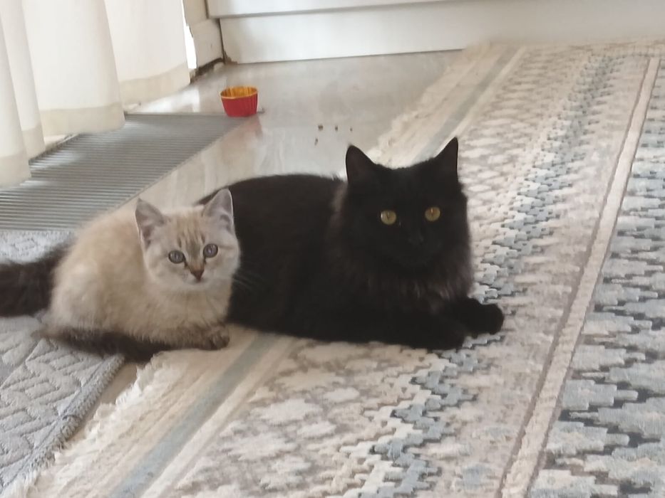 Продаю котят в добрые руки