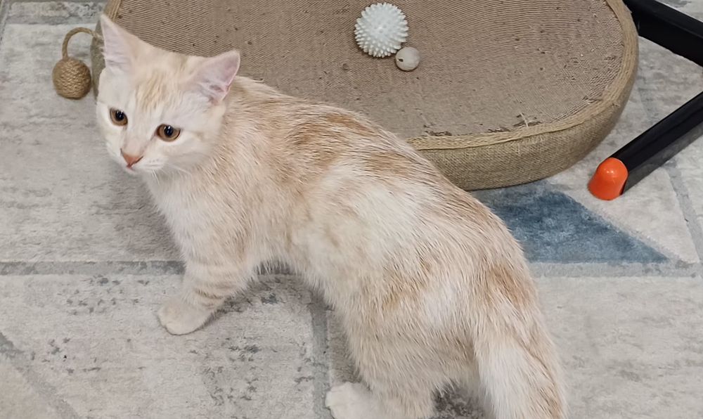 Отдам  котят в добрые руки!