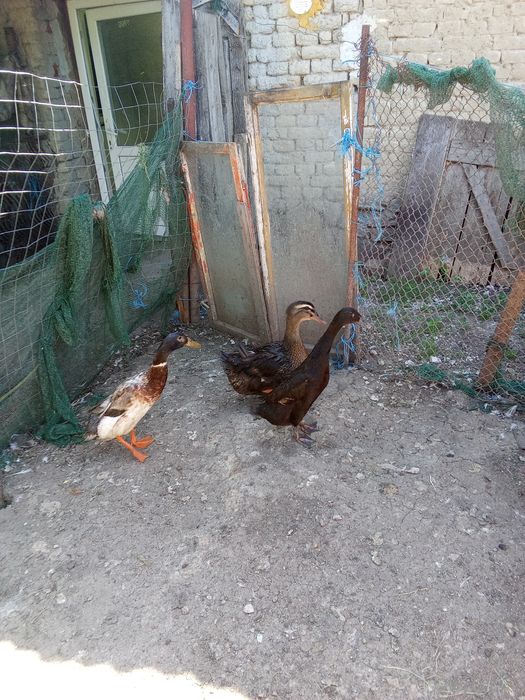 Rate indiene,Rouen și pitica