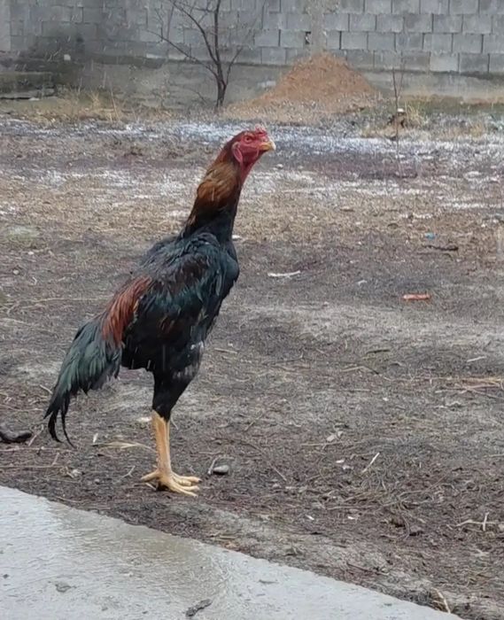 Дакан апрельский