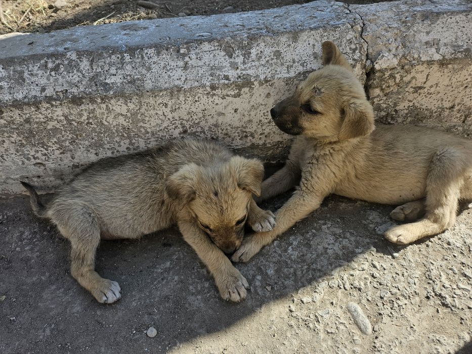Щенки в добрые руки