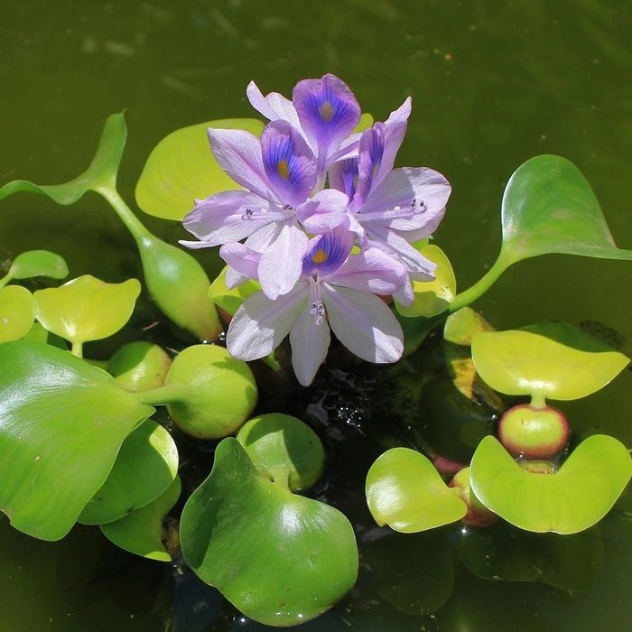 Эйхорния. Водный гиацинт