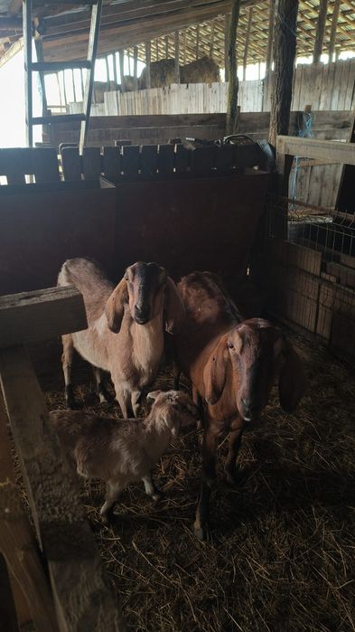 Capre fatate si gestante