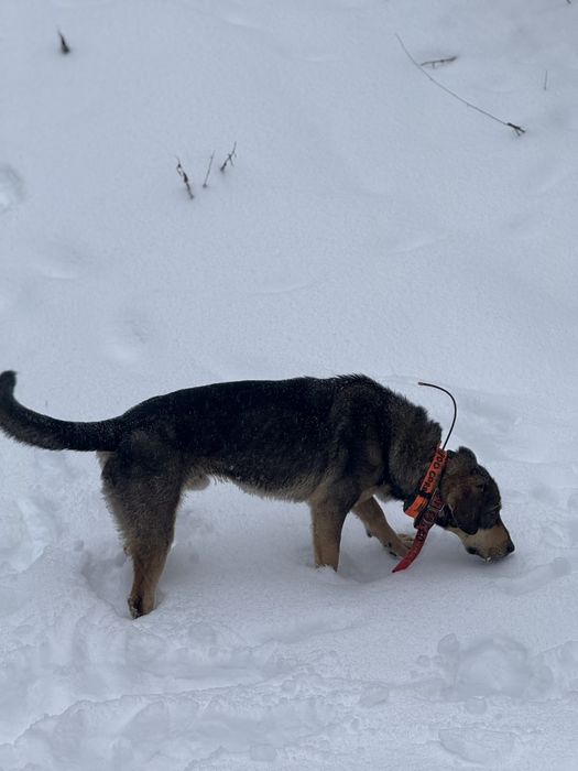 Câine de vânătoare