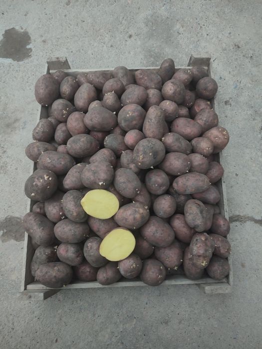 Qizil kartoshka urug'