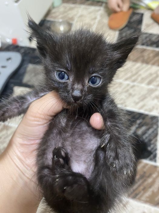 Отдам срочно красивых котят