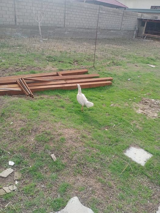 продам белый дакан