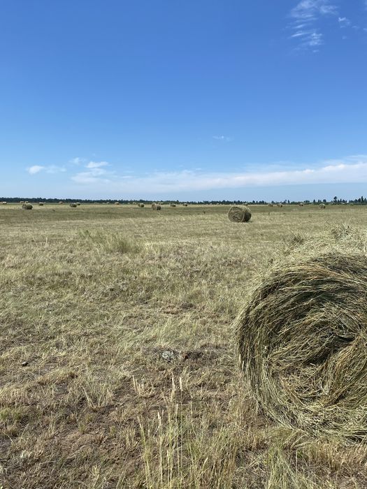 Продам сено в тюках и в рулонах