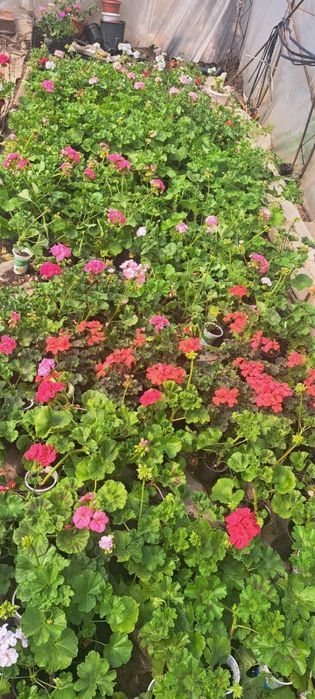 Пеларгониум мушкато Pelargonium – разцъфнало, здраво вкоренено растение ярки цветове (червено, розово, бяло) цветя за балкон, тераса, саксии и градина