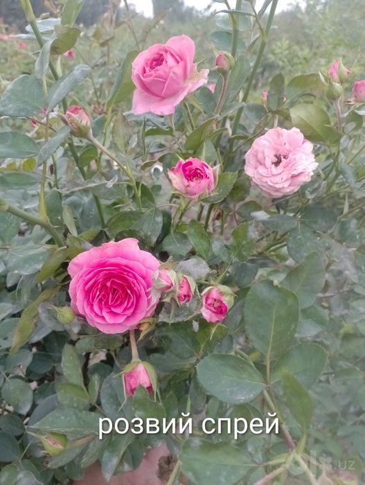 Биринчи Кул Дехкончилик гул кучатларимиз сотувда