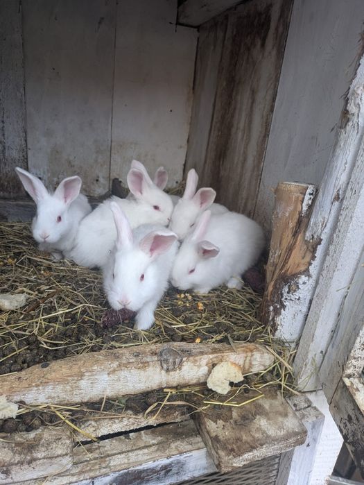 De vânzare iepurași