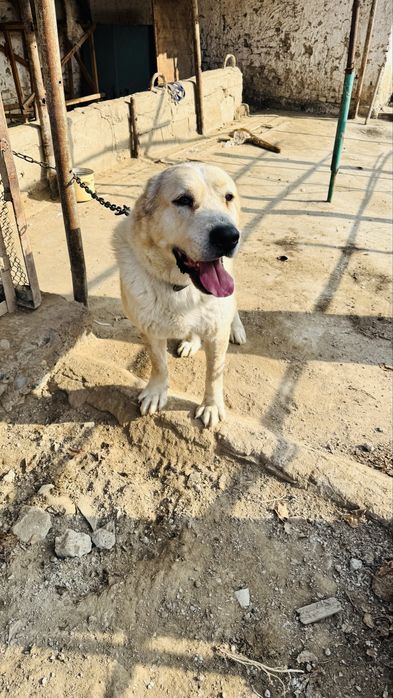 1 yosh alabay sotiladi