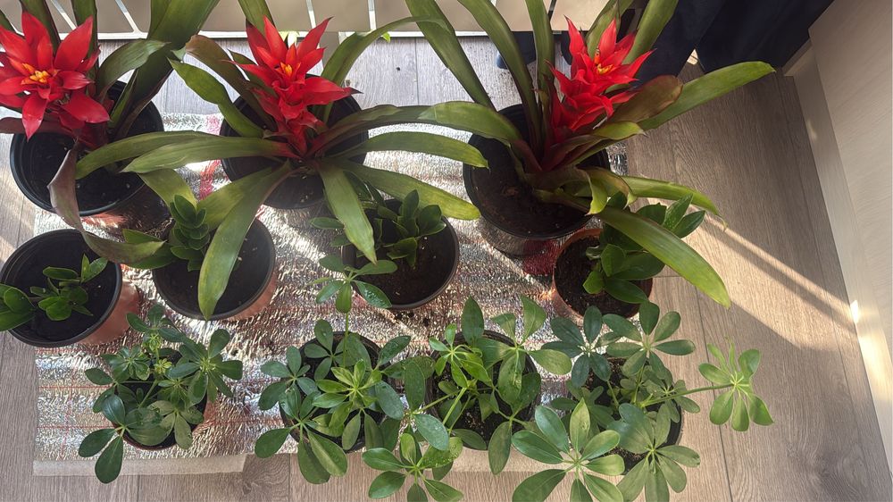 Домашный красивый растения