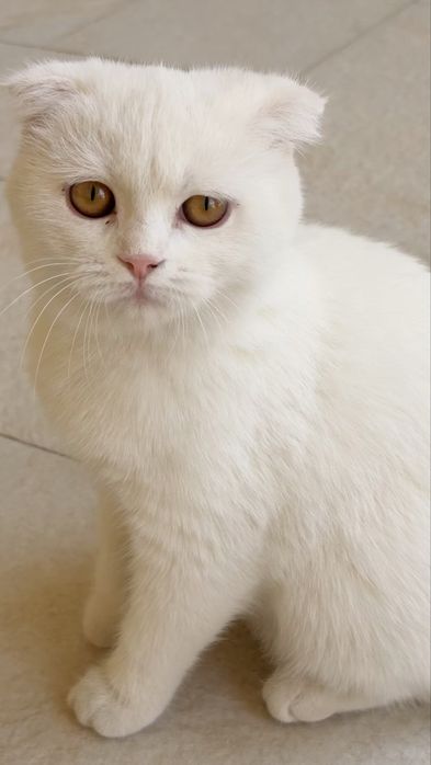 Шотланская вислоухая кошка