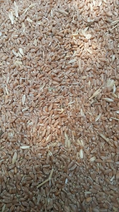 Ячмень , Арпа. Сатылады