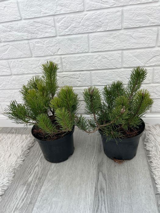 Сосна горная Пумилио