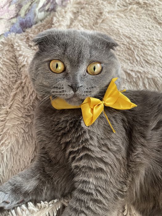 вязка,скотиш фолд