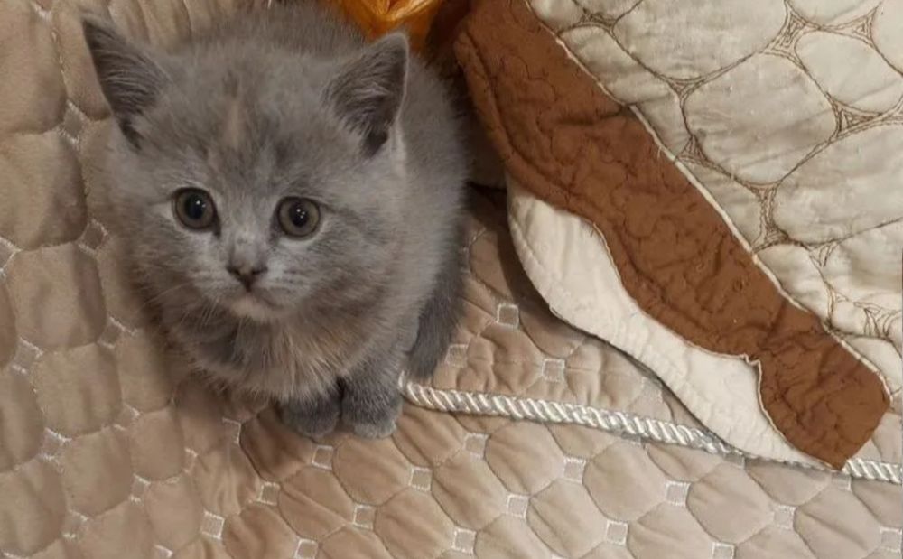 Котяьа к лотку приучены,  девочки