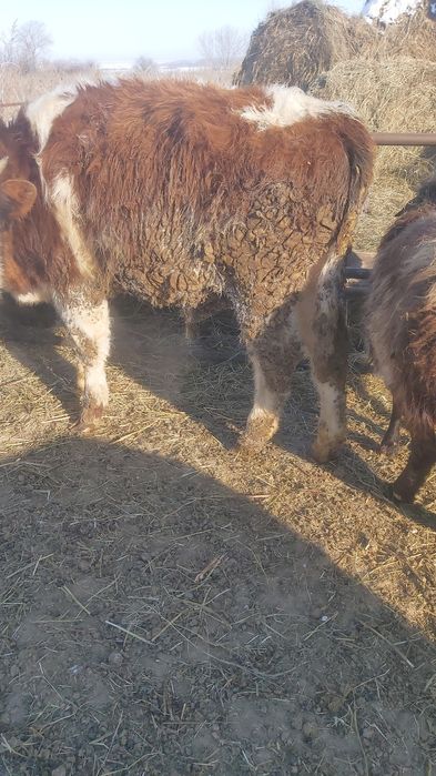 Продам бычка  11 месяцев