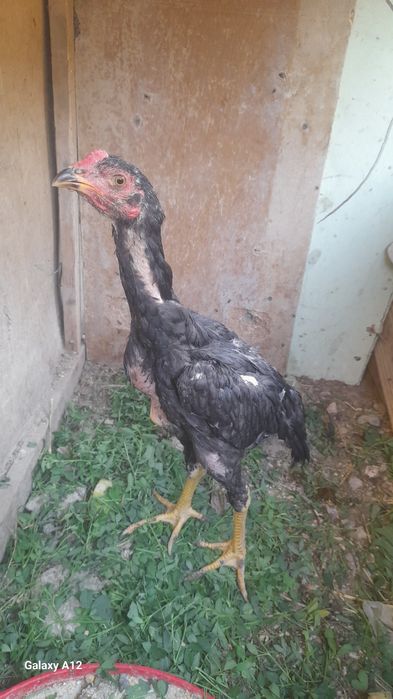 Даканг жужалар сотилади