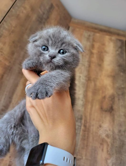 Шотландский малыш