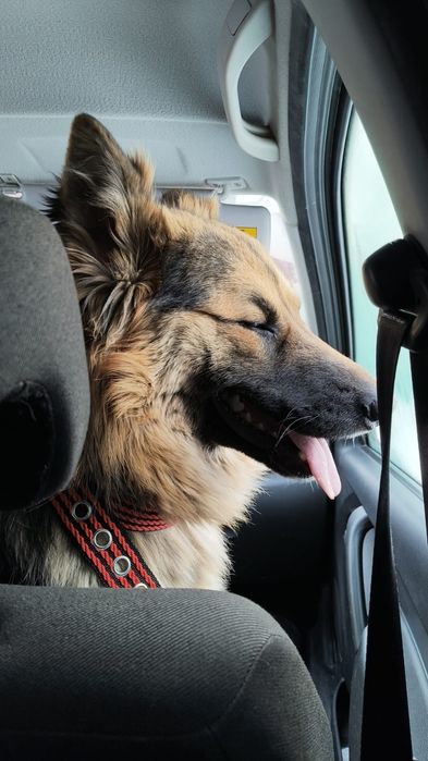 Пристраивается собака молодая