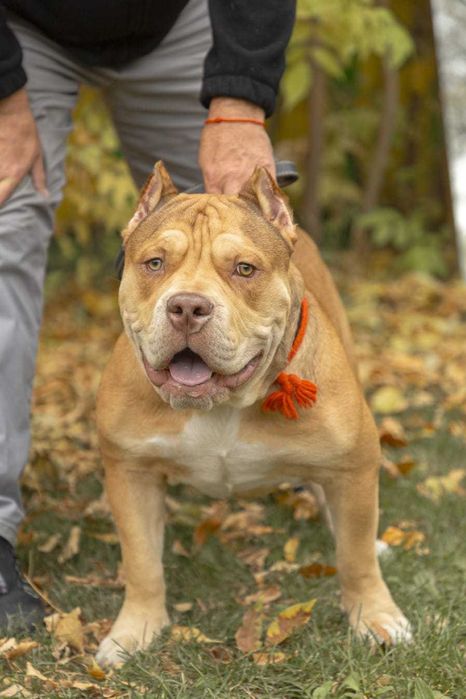 Ищем девочку для Американского булли