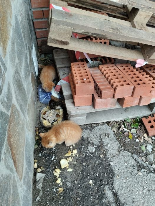 Отдам в хорошие руки