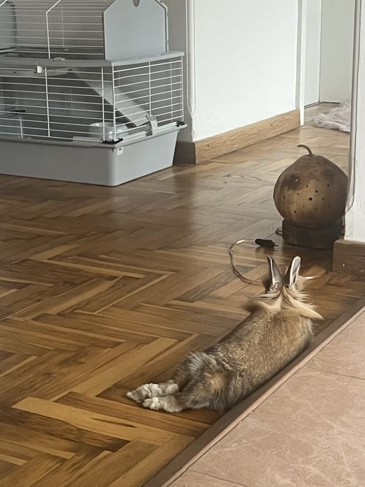Зайче лъвска глава