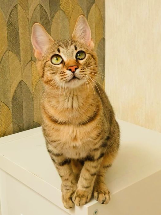 Pisicuta Paula pentru adoptie