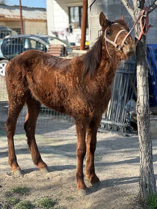 Продается конь ровно 1 ,5 без горантий срочно