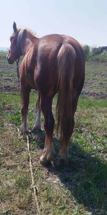 Vând iapa de 5 ani foarte bună la căruță