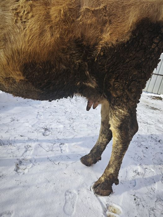 Продам корову стельную