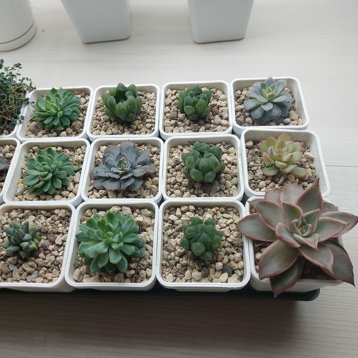 Цветы суккуленты