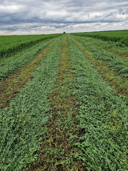 Sămânță de lucerna Letizia