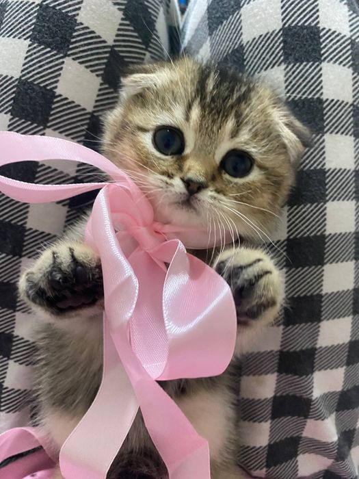 Продаю котёнка шиншила