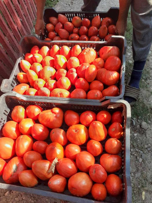 Roșii de grădină de vânzare