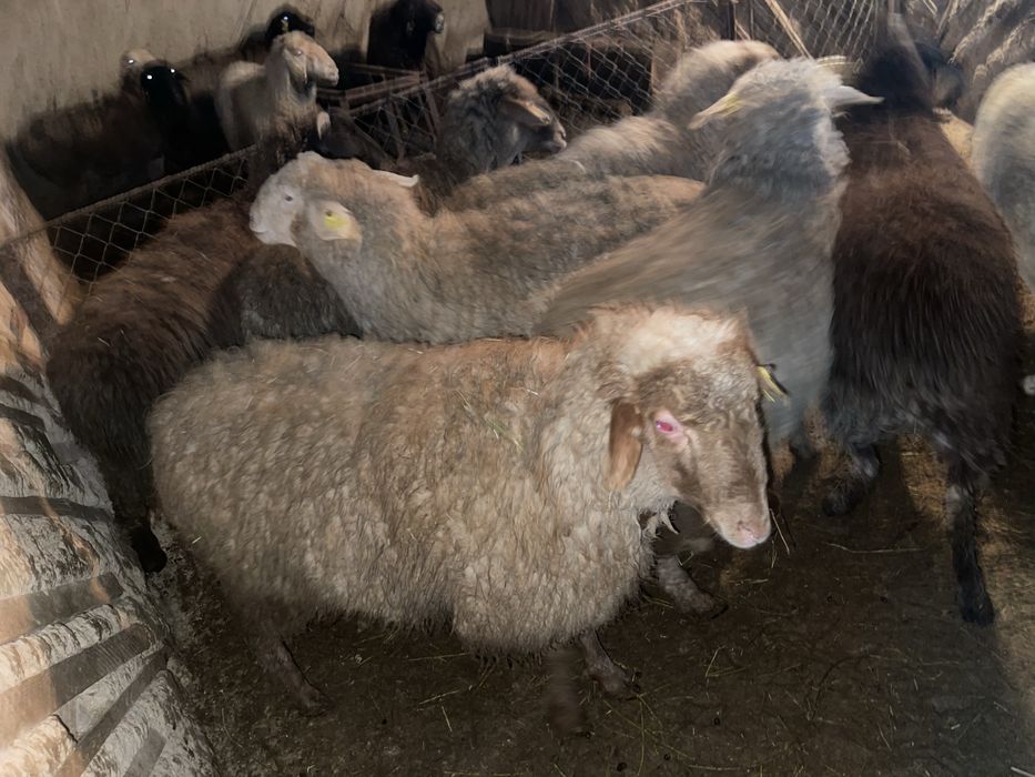 Семіз токтылар сатылады