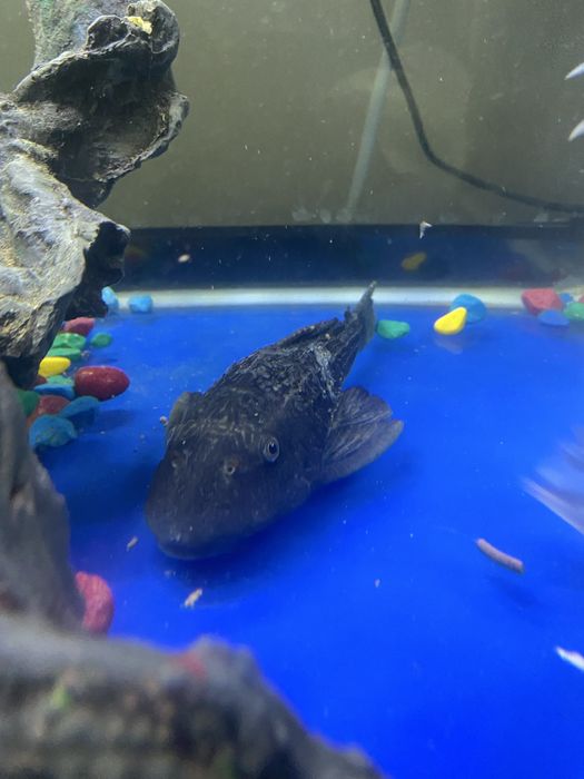 Аквариум 400 литров