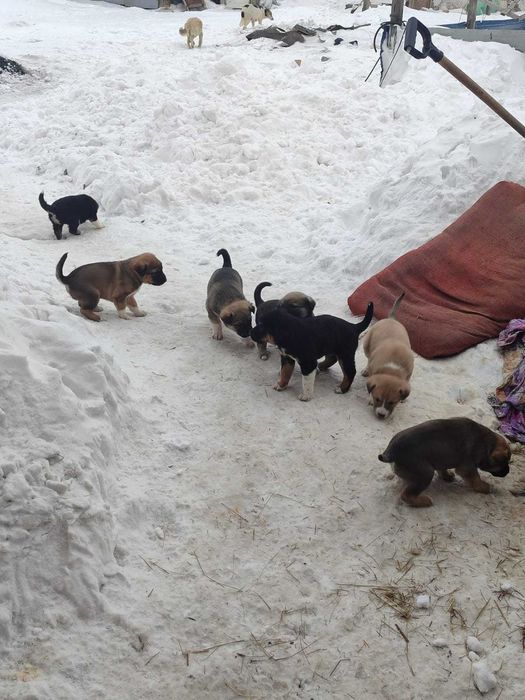 Отдам щенков бесплатно