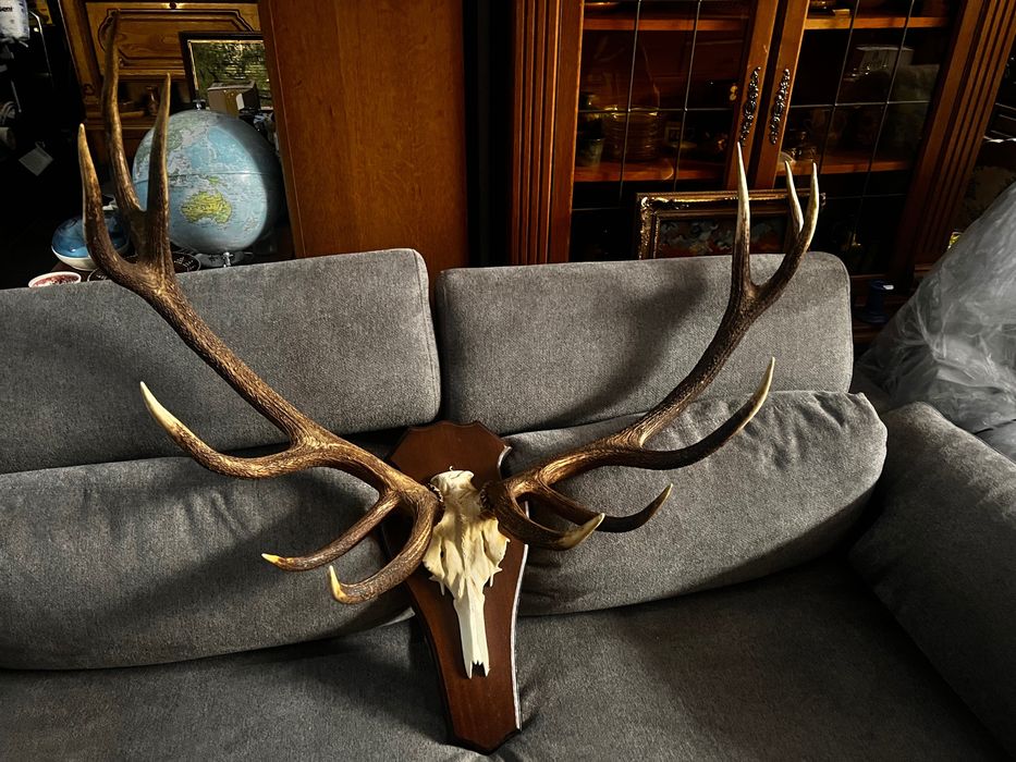 Coarne cerb (trofeu) germania