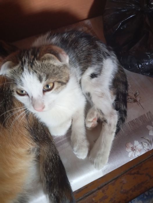 Котята девочки!!