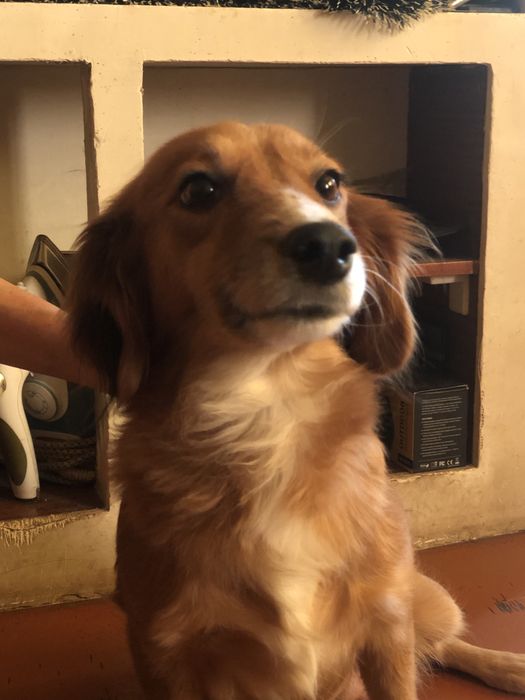 Отдам шенка месяц и неделя