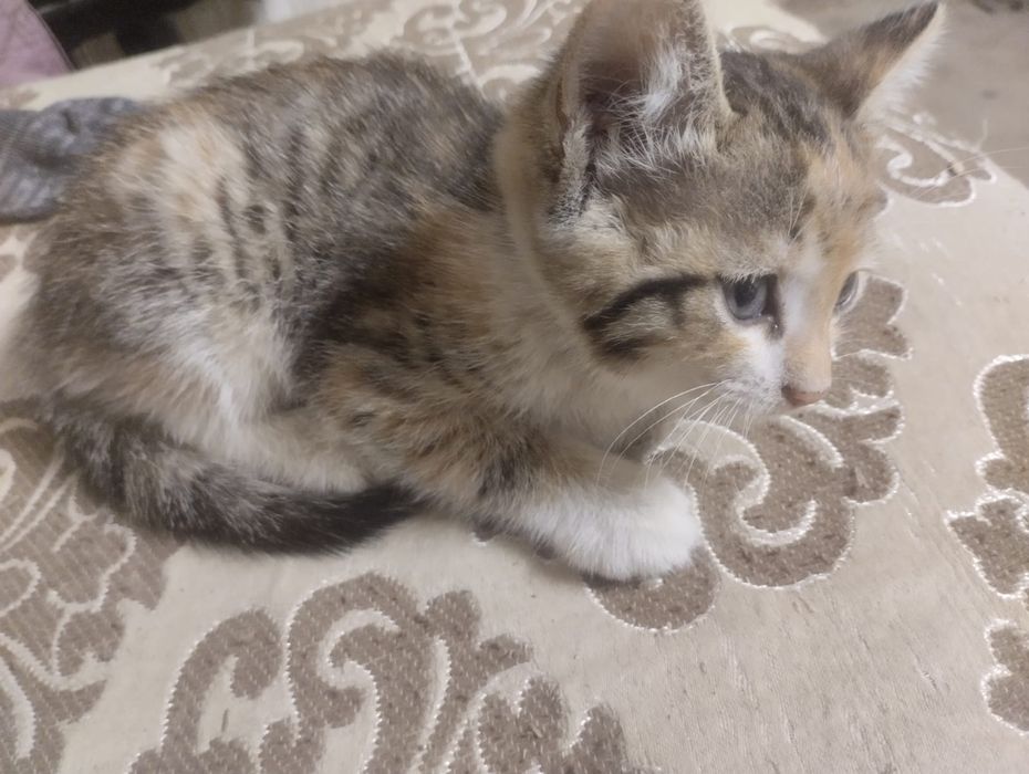 Отдам котят бесплатно