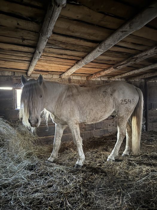 Продам жеребец .