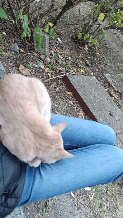 Подарявам котенце