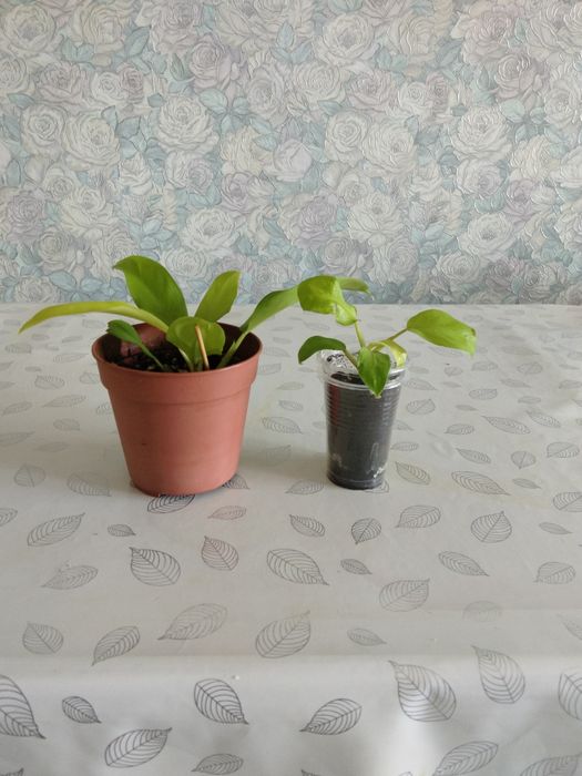 Продам комнатные цветы